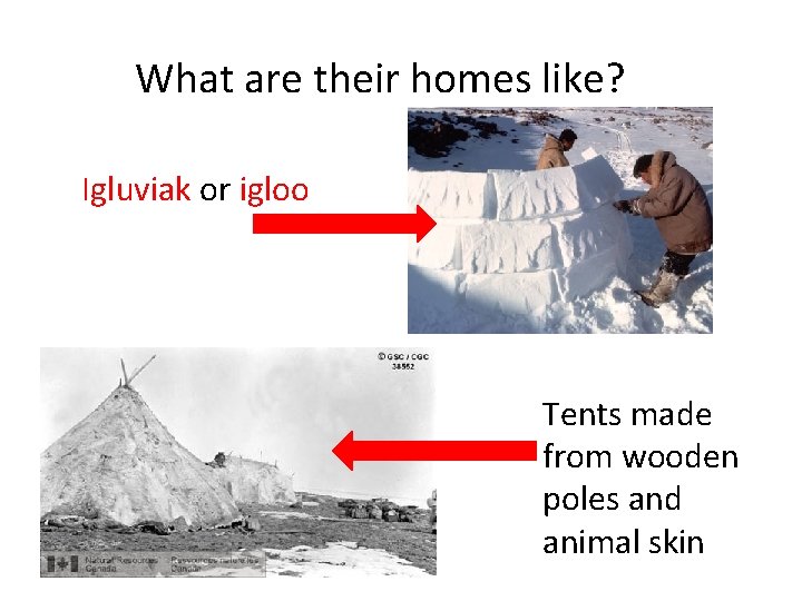 What are their homes like? Igluviak or igloo Tents made from wooden poles and