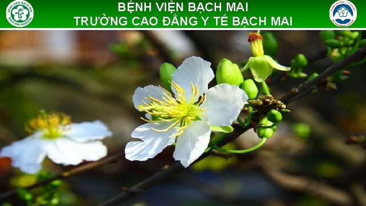 BỆNH VIỆN BẠCH MAI TRƯỜNG CAO ĐẲNG Y TẾ BẠCH MAI 