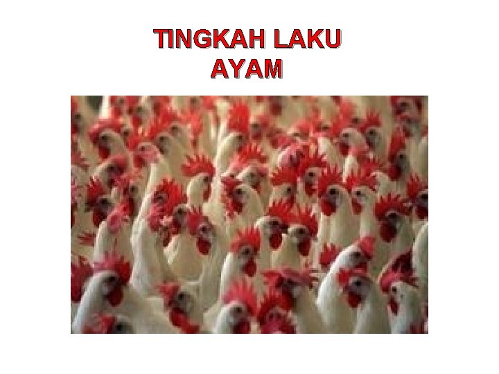 TINGKAH LAKU AYAM 