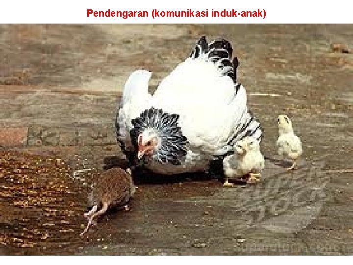 Pendengaran (komunikasi induk-anak) 