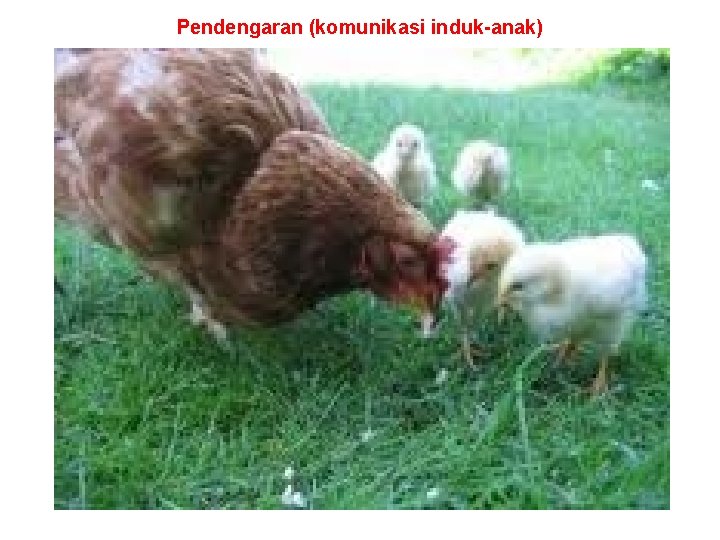 Pendengaran (komunikasi induk-anak) 