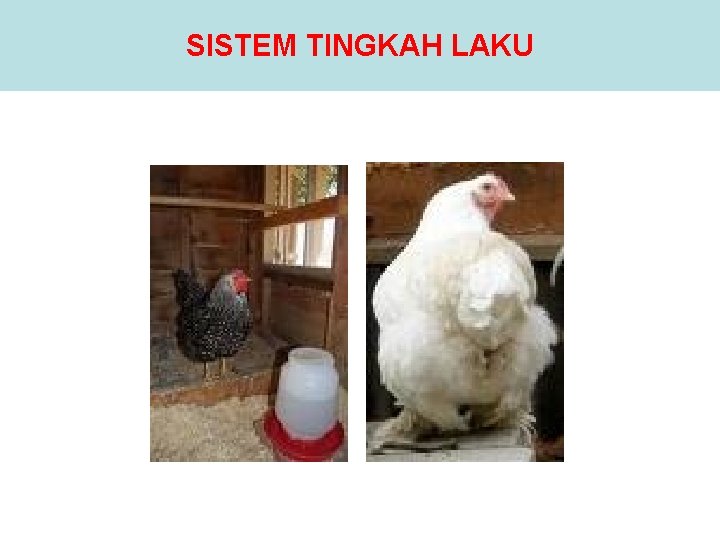 SISTEM TINGKAH LAKU 