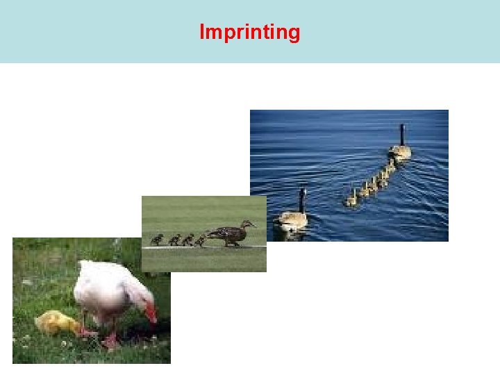 Imprinting 