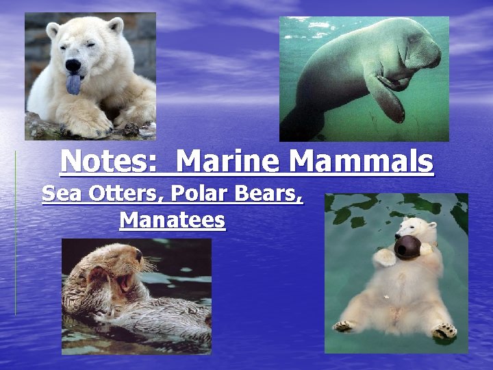 Notes: Marine Mammals Sea Otters, Polar Bears, Manatees 