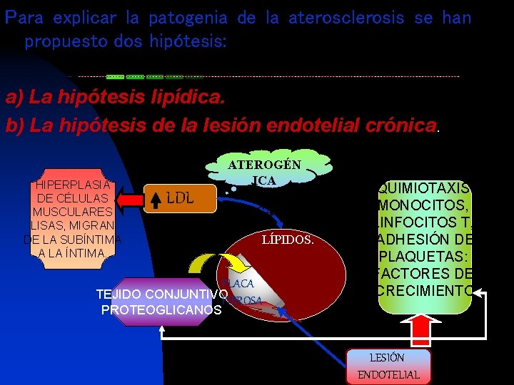 Para explicar la patogenia de la aterosclerosis se han propuesto dos hipótesis: a) La