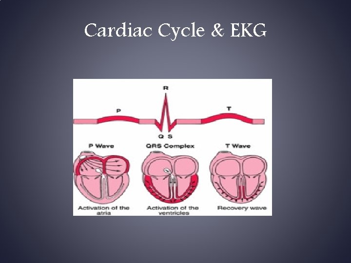 Cardiac Cycle & EKG 