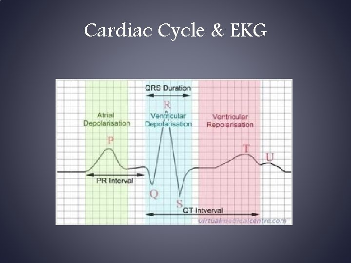 Cardiac Cycle & EKG 