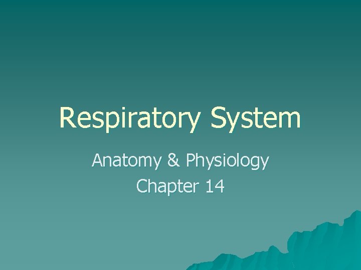 Respiratory System Anatomy & Physiology Chapter 14 