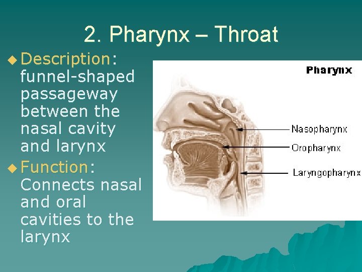 2. Pharynx – Throat u Description: funnel-shaped passageway between the nasal cavity and larynx