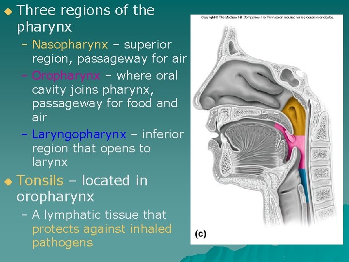 u Three regions of the pharynx – Nasopharynx – superior region, passageway for air