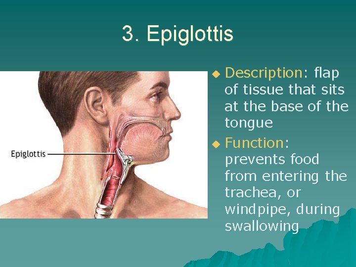 3. Epiglottis Description: flap of tissue that sits at the base of the tongue