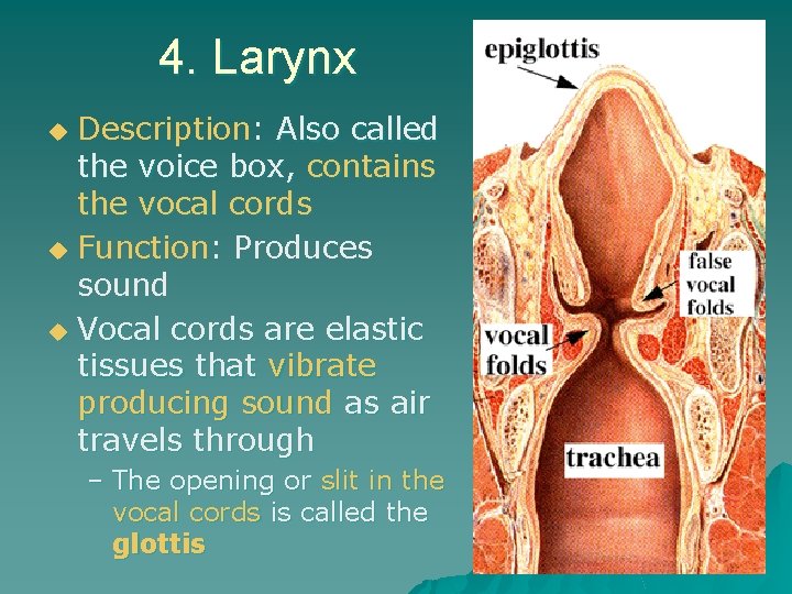 4. Larynx Description: Also called the voice box, contains the vocal cords u Function: