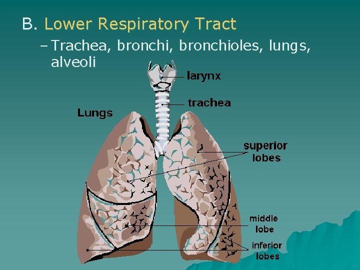B. Lower Respiratory Tract – Trachea, bronchioles, lungs, alveoli 