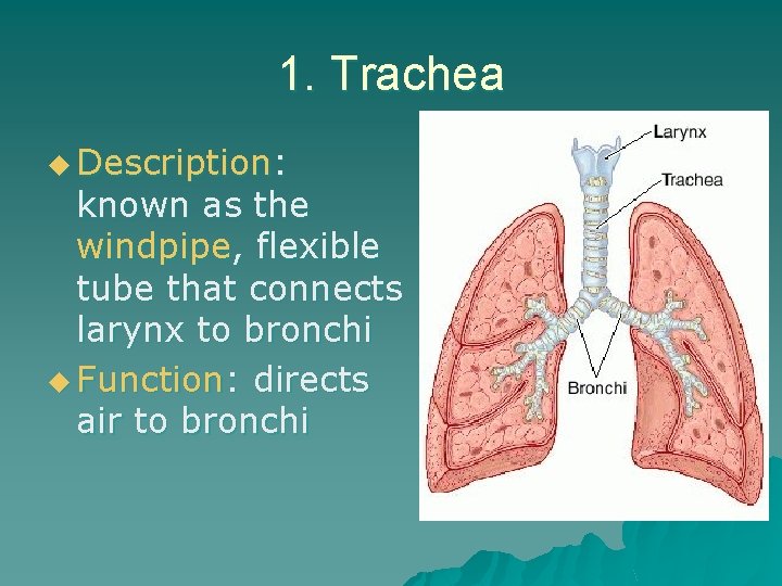 1. Trachea u Description: known as the windpipe, flexible tube that connects larynx to