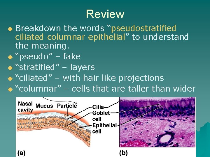 Review Breakdown the words “pseudostratified ciliated columnar epithelial” to understand the meaning. u “pseudo”