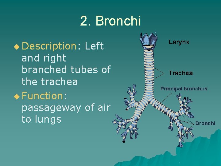 2. Bronchi u Description: Left and right branched tubes of the trachea u Function:
