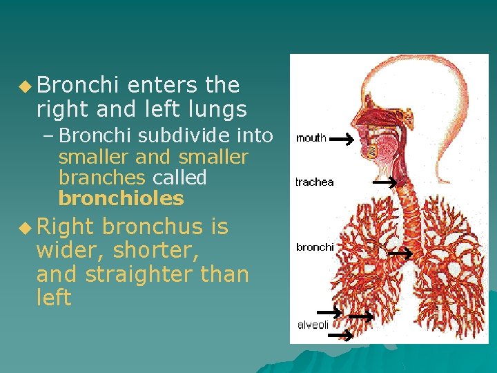 u Bronchi enters the right and left lungs – Bronchi subdivide into smaller and