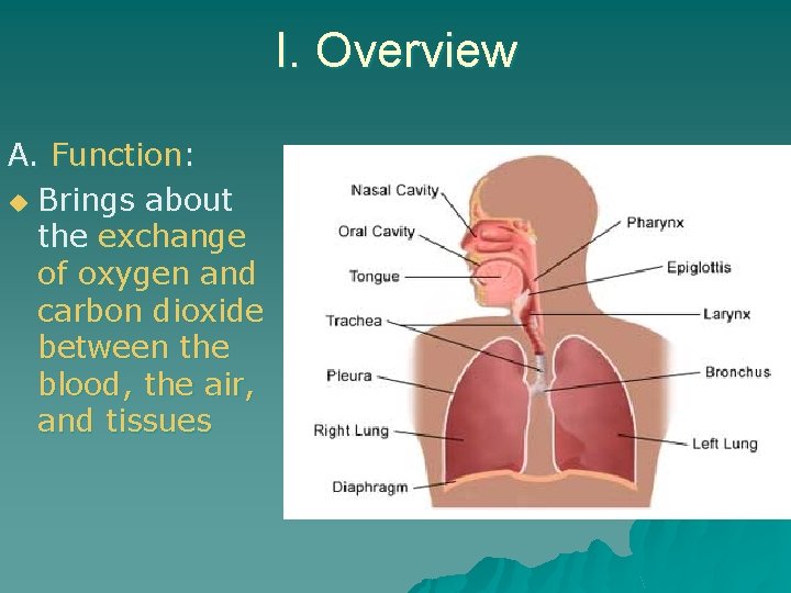 I. Overview A. Function: u Brings about the exchange of oxygen and carbon dioxide