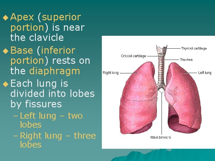 u Apex (superior portion) is near the clavicle u Base (inferior portion) rests on