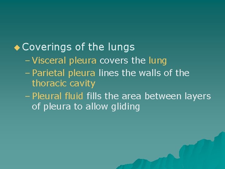 u Coverings of the lungs – Visceral pleura covers the lung – Parietal pleura