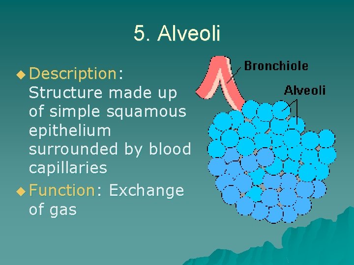 5. Alveoli u Description: Structure made up of simple squamous epithelium surrounded by blood