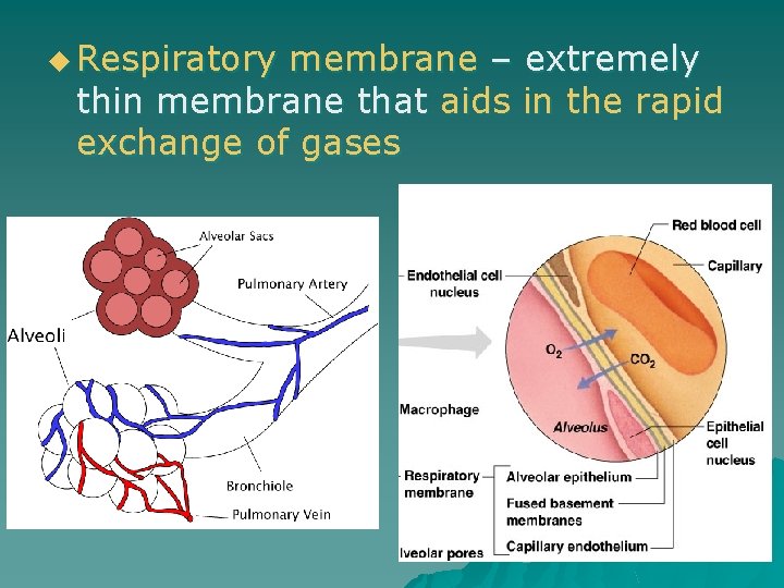 u Respiratory membrane – extremely thin membrane that aids in the rapid exchange of