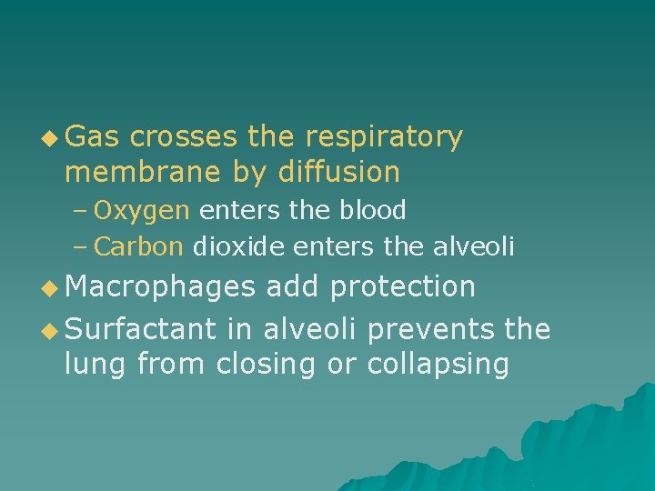 u Gas crosses the respiratory membrane by diffusion – Oxygen enters the blood –