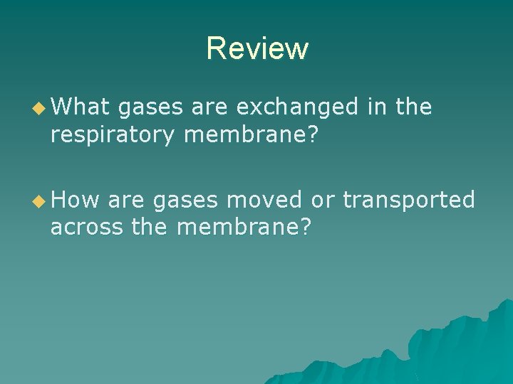 Review u What gases are exchanged in the respiratory membrane? u How are gases