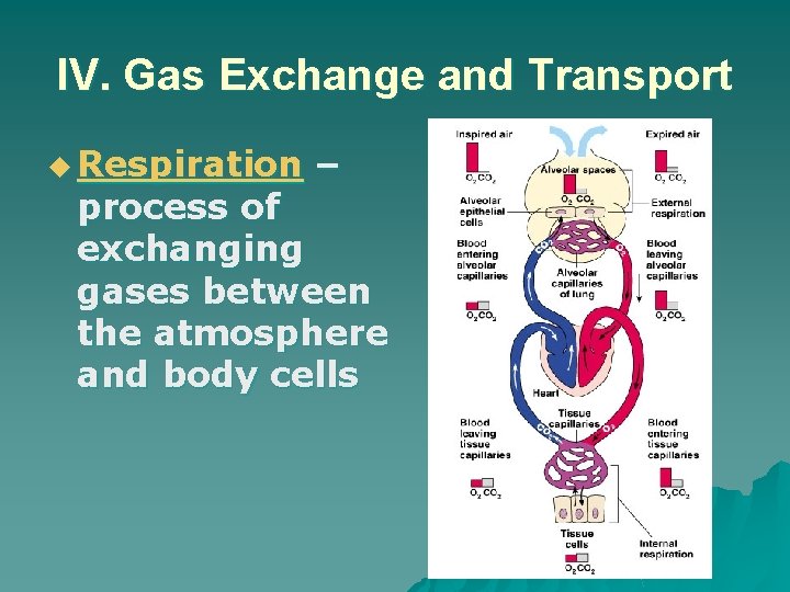 IV. Gas Exchange and Transport u Respiration – process of exchanging gases between the