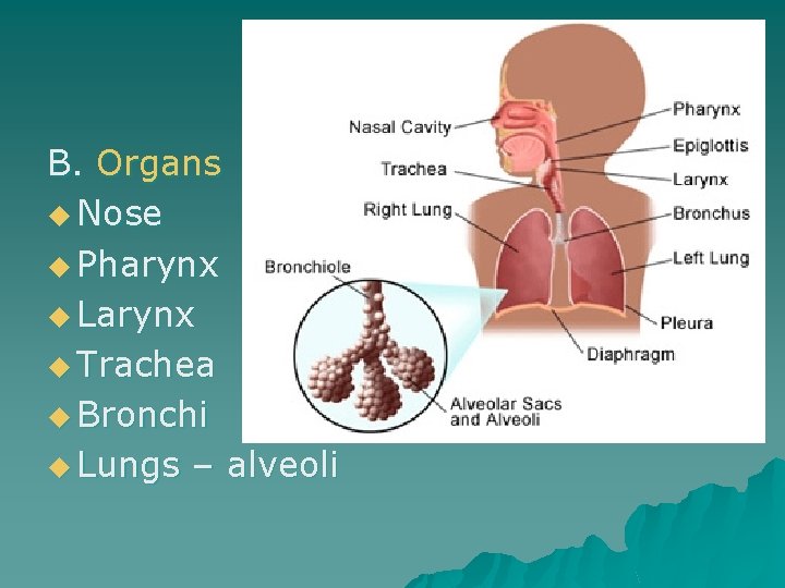 B. Organs u Nose u Pharynx u Larynx u Trachea u Bronchi u Lungs