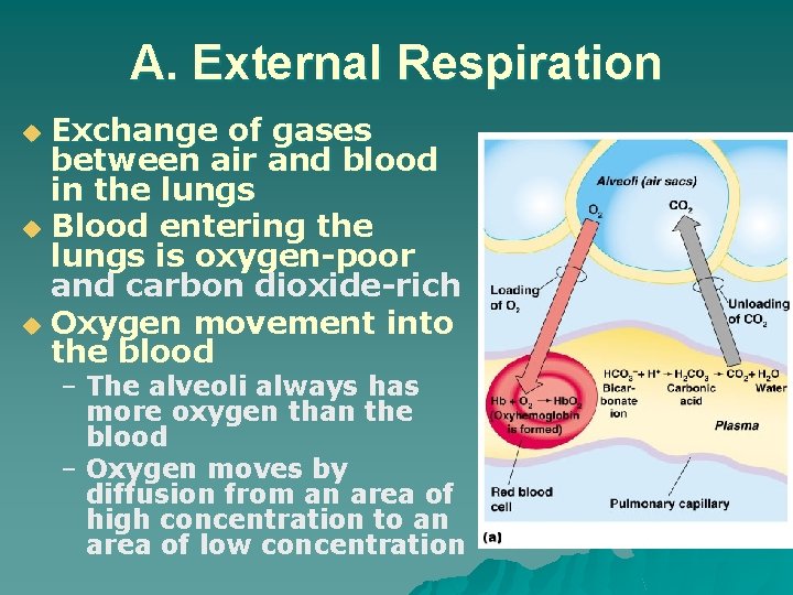 A. External Respiration Exchange of gases between air and blood in the lungs u