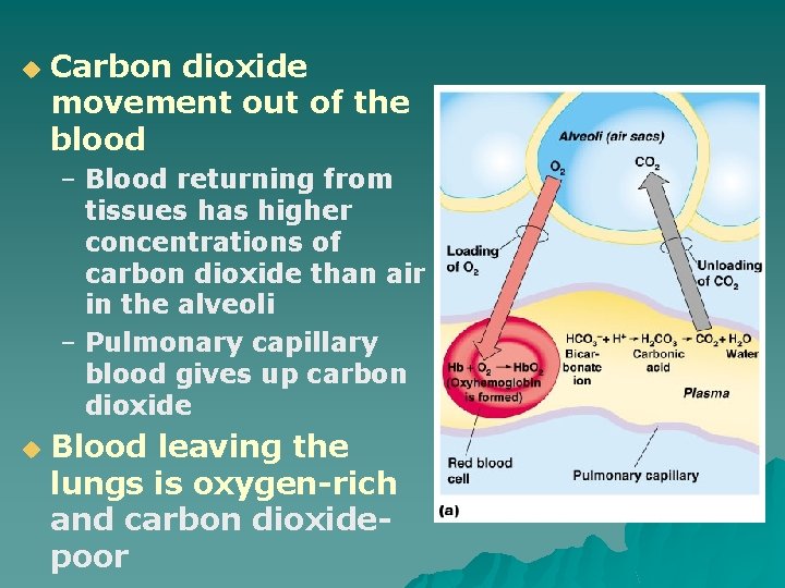 u Carbon dioxide movement out of the blood – Blood returning from tissues has