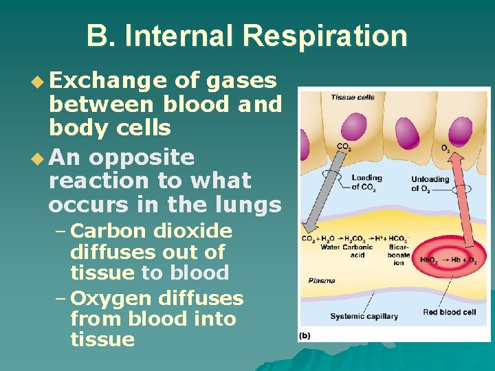 B. Internal Respiration u Exchange of gases between blood and body cells u An