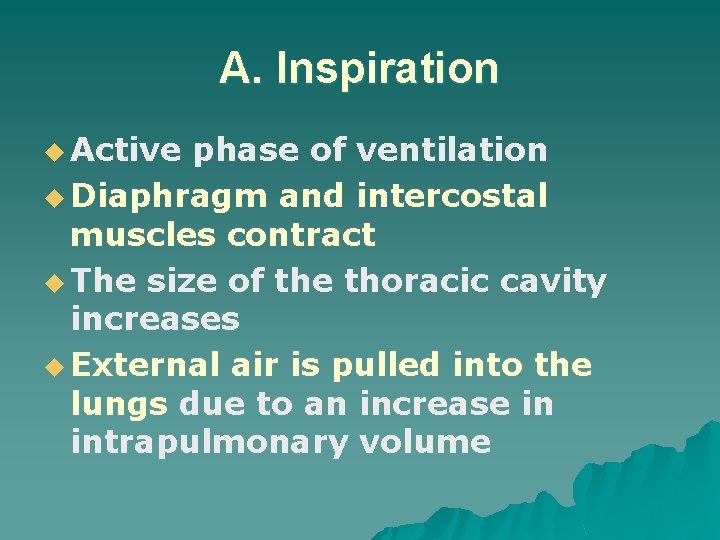 A. Inspiration u Active phase of ventilation u Diaphragm and intercostal muscles contract u