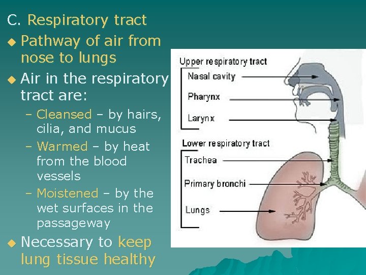 C. Respiratory tract u Pathway of air from nose to lungs u Air in