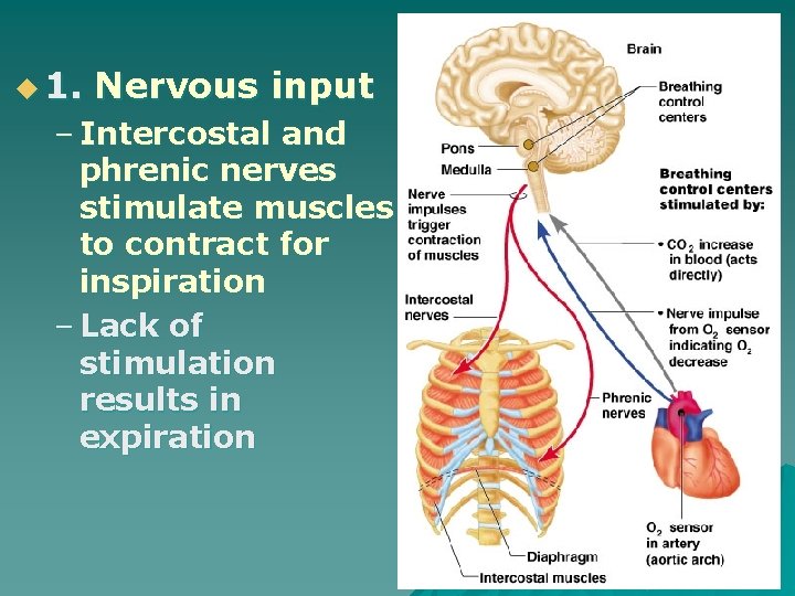 u 1. Nervous input – Intercostal and phrenic nerves stimulate muscles to contract for