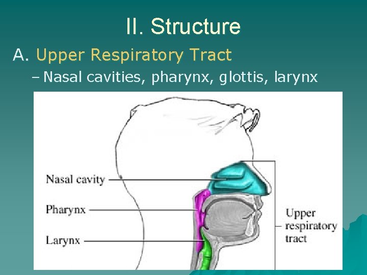 II. Structure A. Upper Respiratory Tract – Nasal cavities, pharynx, glottis, larynx 