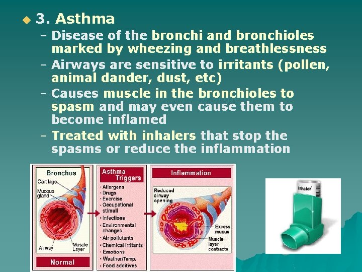 u 3. Asthma – Disease of the bronchi and bronchioles marked by wheezing and