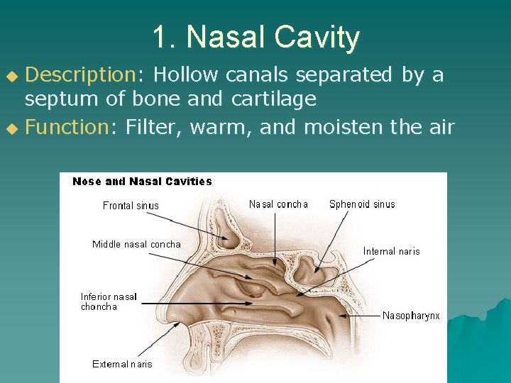 1. Nasal Cavity Description: Hollow canals separated by a septum of bone and cartilage