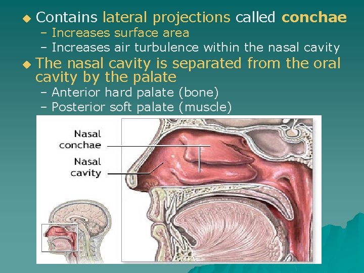 u Contains lateral projections called conchae – Increases surface area – Increases air turbulence