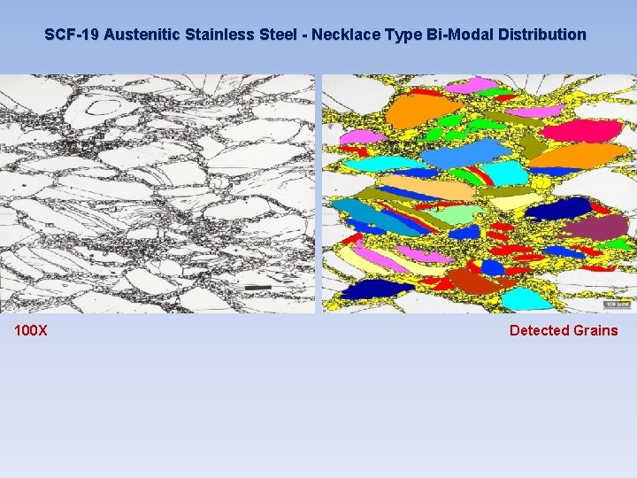 SCF-19 Austenitic Stainless Steel - Necklace Type Bi-Modal Distribution 100 X Detected Grains SCF-19 Austenitic Stainless Steel - Necklace Type Bi-Modal Distribution 100 X Detected Grains
