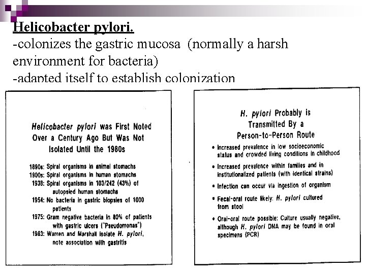 Helicobacter pylori. -colonizes the gastric mucosa (normally a harsh environment for bacteria) -adapted itself