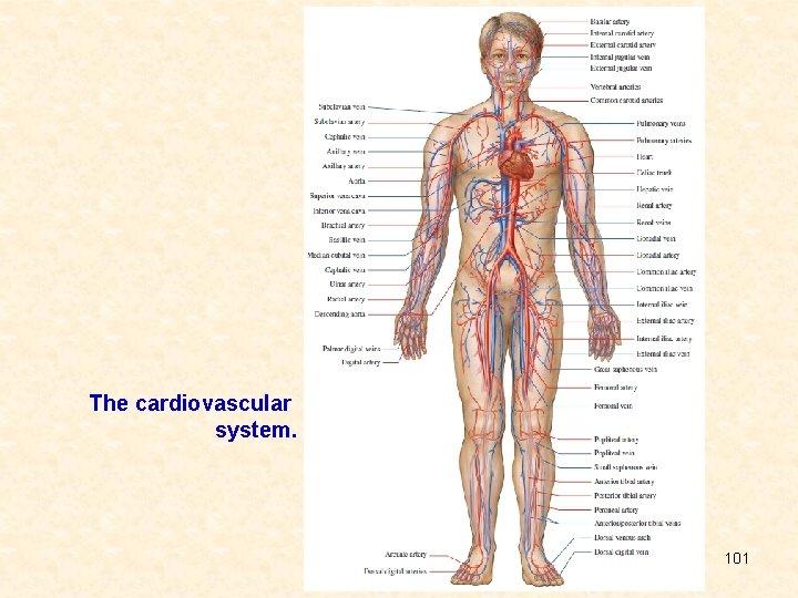 The cardiovascular system. 101 