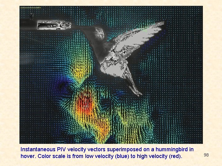 Instantaneous PIV velocity vectors superimposed on a hummingbird in hover. Color scale is from