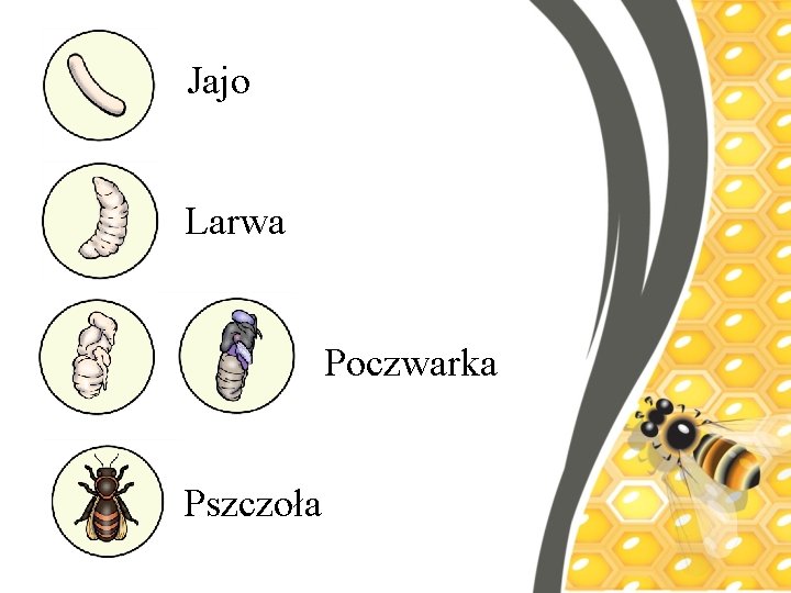 Jajo Larwa Poczwarka Pszczoła 