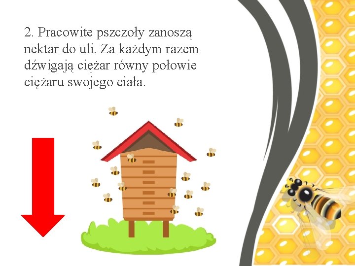 2. Pracowite pszczoły zanoszą nektar do uli. Za każdym razem dźwigają ciężar równy połowie