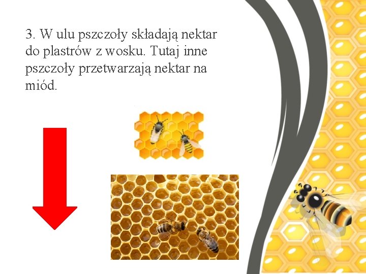 3. W ulu pszczoły składają nektar do plastrów z wosku. Tutaj inne pszczoły przetwarzają 3. W ulu pszczoły składają nektar do plastrów z wosku. Tutaj inne pszczoły przetwarzają