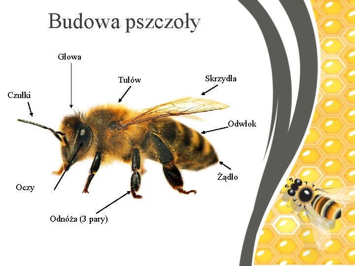 Budowa pszczoły Głowa Tułów Skrzydła Czułki Odwłok Żądło Oczy Odnóża (3 pary) 