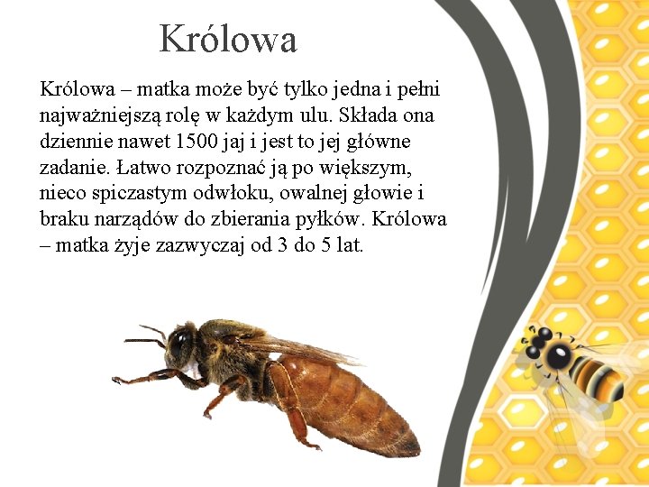 Królowa – matka może być tylko jedna i pełni najważniejszą rolę w każdym ulu.