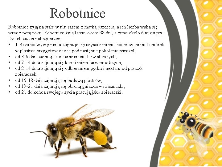 Robotnice żyją na stałe w ulu razem z matką pszczelą, a ich liczba waha